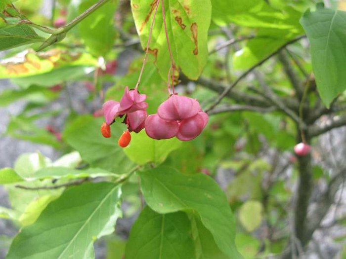 Euonymus latifolius (4)